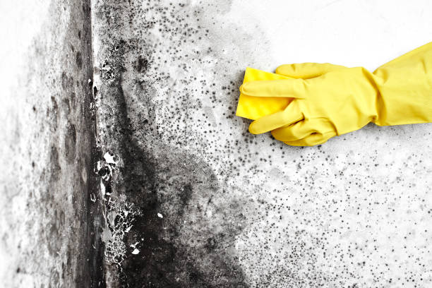 Best Post-Flood Mold Remediation in Spring Valley, NY