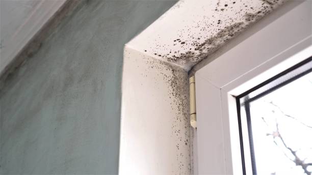 Best Crawl Space Mold Remediation in Spring Valley, NY