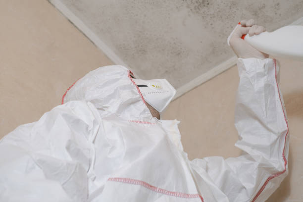 Best Mold Testing and Inspection Services in Spring Valley, NY