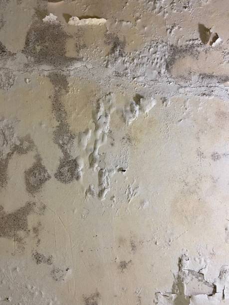 Best Bathroom Mold Remediation in Spring Valley, NY