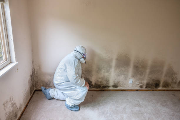 Best Residential Mold Remediation in Spring Valley, NY