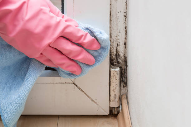 Spring Valley, NY Mold Remediation Company