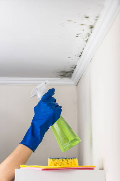Best Mold Remediation for Specific Building Types in Spring Valley, NY